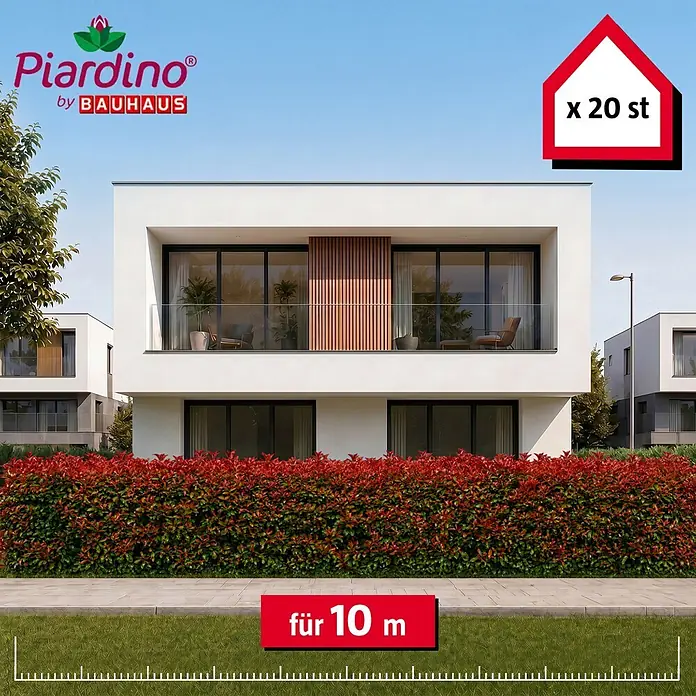 Piardino Glanzmispel Red Robin - 125 cm - 150 cm, Photinia fraseri 'Red Robin', 20 Stk. - Informationsansicht