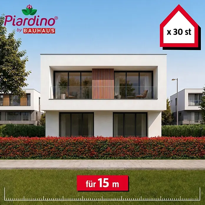 Piardino Glanzmispel Red Robin - 100 cm - 125 cm, Photinia fraseri 'Red Robin', 30 Stk. - Informationsansicht
