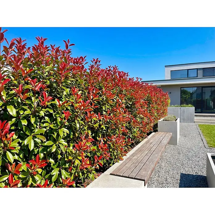 Piardino Glanzmispel Red Robin - 80 cm - 100 cm, Photinia fraseri 'Red Robin', 45 Stk. - Stimmungsaufnahme