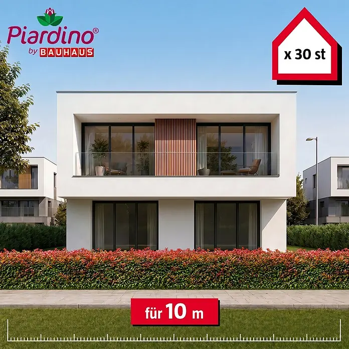 Piardino Glanzmispel Red Robin - 80 cm - 100 cm, Photinia fraseri 'Red Robin', 30 Stk. - Informationsansicht