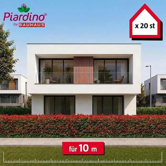 Piardino Glanzmispel Red Robin - 100 cm - 125 cm, Photinia fraseri 'Red Robin', 20 Stk. - Informationsansicht