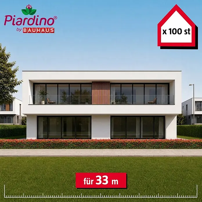 Piardino Glanzmispel Red Robin - 80 cm - 100 cm, Photinia fraseri 'Red Robin', 100 Stk. - Informationsansicht