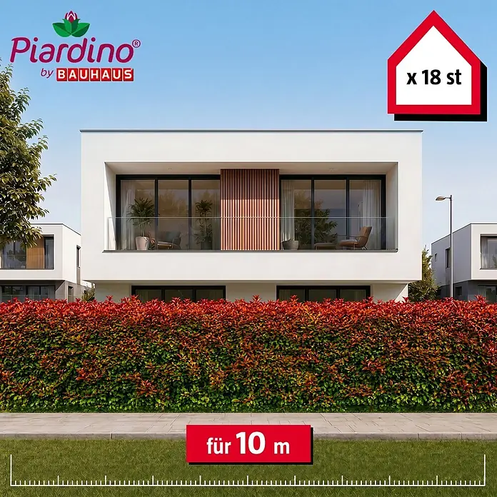 Piardino Glanzmispel Red Robin - 175 cm - 200 cm, Photinia fraseri 'Red Robin', 18 Stk. - Informationsansicht