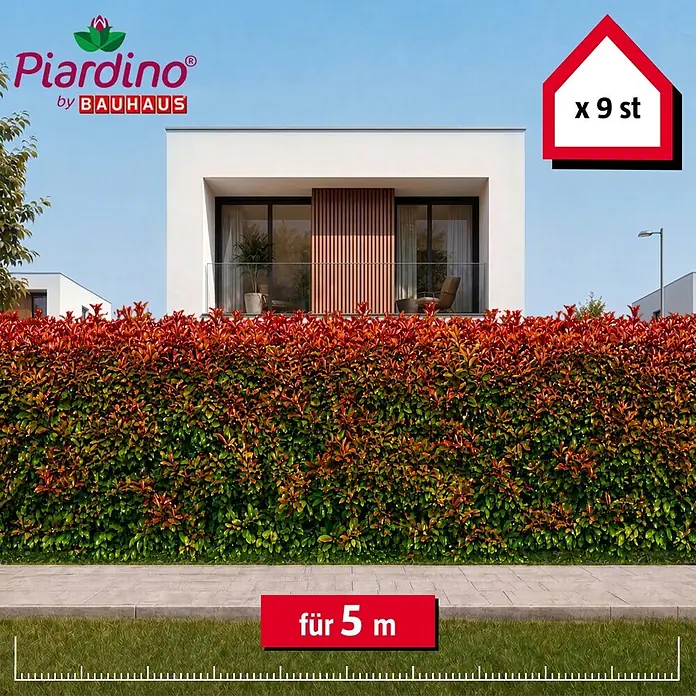 Piardino Glanzmispel Red Robin - 175 cm - 200 cm, Photinia fraseri 'Red Robin', 9 Stk. - Informationsansicht