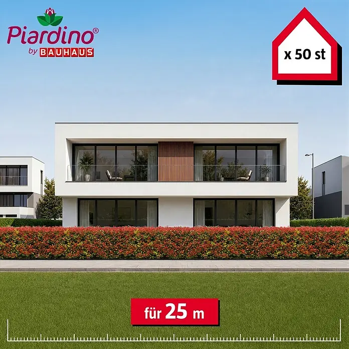 Piardino Glanzmispel Red Robin - 100 cm - 125 cm, Photinia fraseri 'Red Robin', 50 Stk. - Informationsansicht