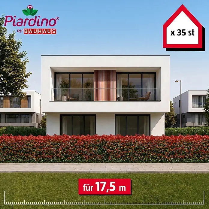 Piardino Glanzmispel Red Robin - 125 cm - 150 cm, Photinia fraseri 'Red Robin', 35 Stk. - Informationsansicht