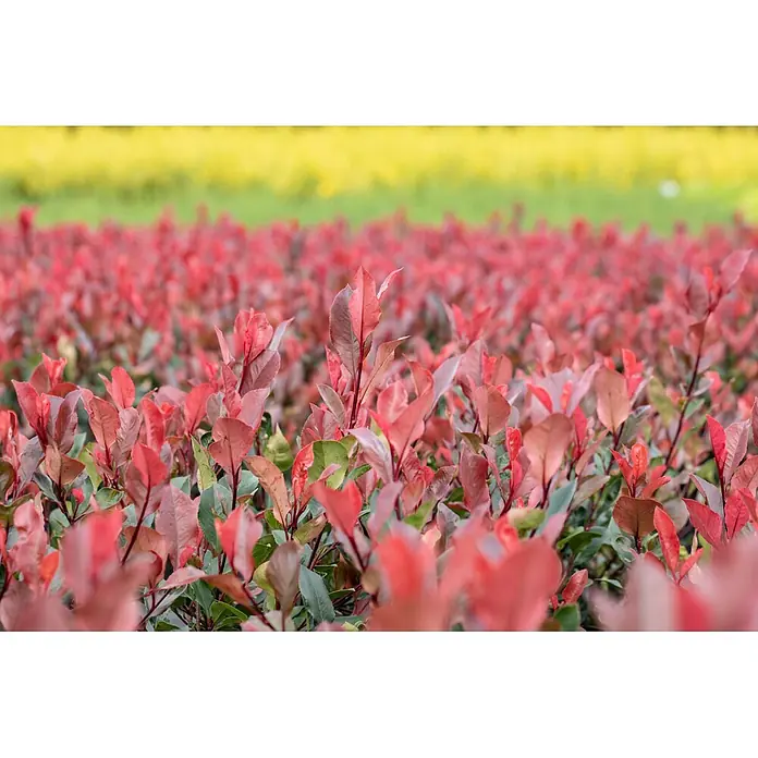 Piardino Glanzmispel Red Robin - 125 cm - 150 cm, Photinia fraseri 'Red Robin', 20 Stk. - Stimmungsaufnahme