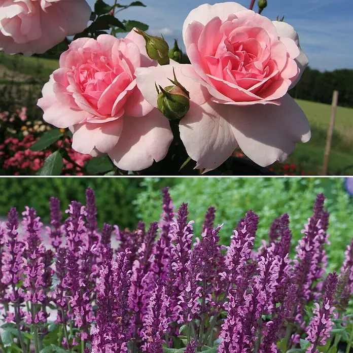 Stauden-Set Rosentraum - 3 -tlg., Rosa 'Bonica 82'® & Salvia nemorosa 'Edula Rose', Rosa - Informationsansicht