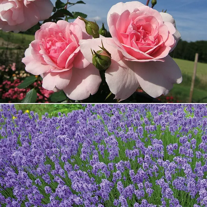 Stauden-Set Rosentraum - 3 -tlg., Rosa 'Bonica 82'® & Lavandula angustifolia 'Hidcote Blue', Rosa & Blau - Informationsansicht