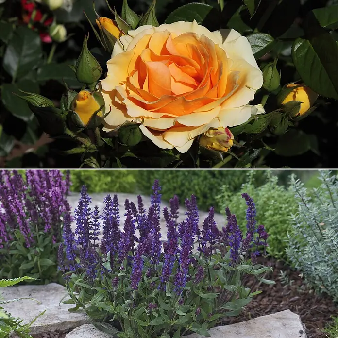 Stauden-Set Rosentraun - 3 -tlg., Rosa 'Hansestadt Rostock'® & Salvia nemorosa 'Edula Blue', Apricot & Blau - Informationsansicht