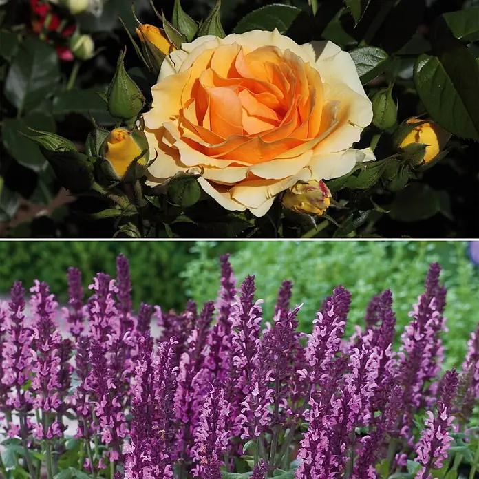 Stauden-Set Rosentraum -  - Informationsansicht