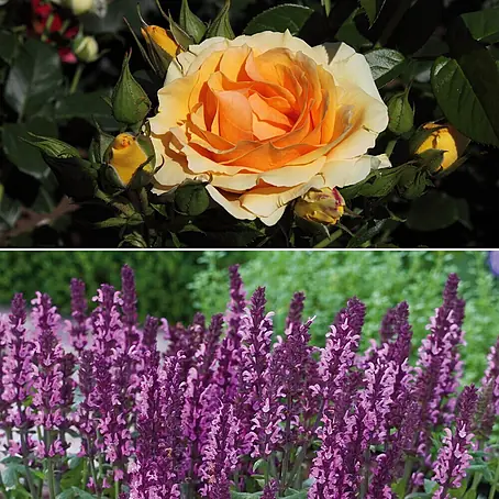 Stauden-Set Rosentraum