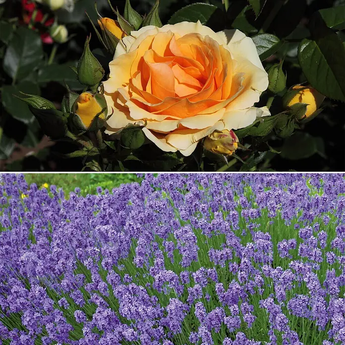 Stauden-Set Rosentraum - 3 -tlg., Rosa 'Hansestadt Rostock'® & Lavandula angustifolia 'Hidcote Blue', Apricot & Blau - Informationsansicht