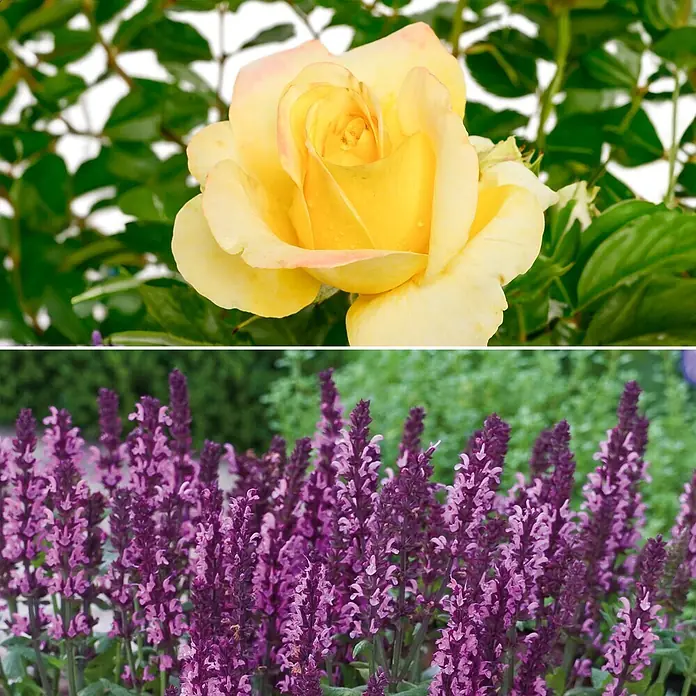Stauden-Set Rosentraum -  - Informationsansicht