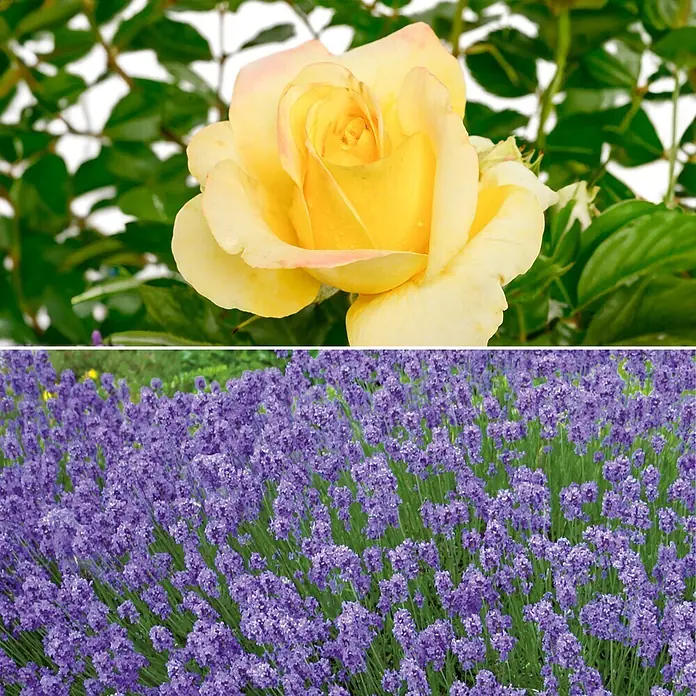 Stauden-Set Rosentraum - 3 -tlg., Rosa 'Sunmaid'® & Lavandula angustifolia 'Hidcote Blue', Zitronengelb & Blau - Informationsansicht