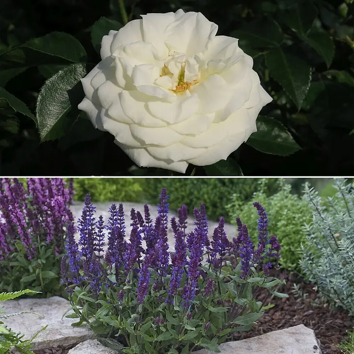 Stauden-Set Rosentraum - 3 -tlg., Rosa 'Alabaster'® & Salvia nemorosa 'Edula Blue', Weiß & Blau - Informationsansicht