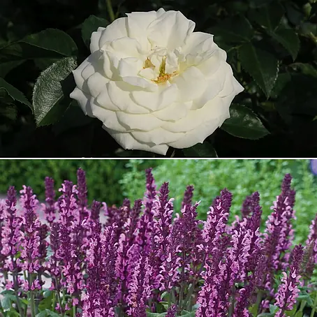 Stauden-Set Rosentraum
