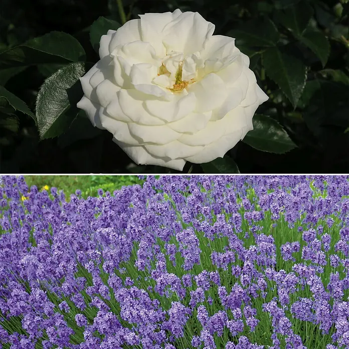 Stauden-Set Rosentraum - 3 -tlg., Rosa 'Alabaster'® & Lavandula angustifolia 'Hidcote Blue', Weiß & Blau - Informationsansicht