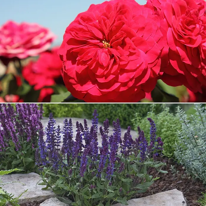Stauden-Set Rosentraum - Rosa 'Rouge Meilove'® & Salvia nemorosa 'Edula Blue', Dunkelblutrot & Blau - Informationsansicht