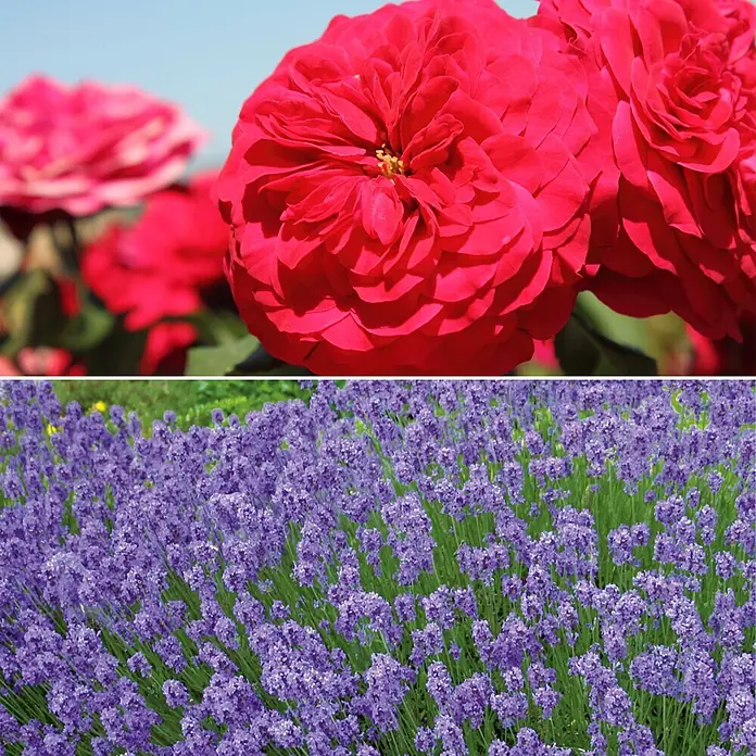 Stauden-Set Rosentraum - Rosa 'Rouge Meilove'® & Lavandula angustifolia 'Hidcote Blue', Dunkelblutrot & Blau - Informationsansicht