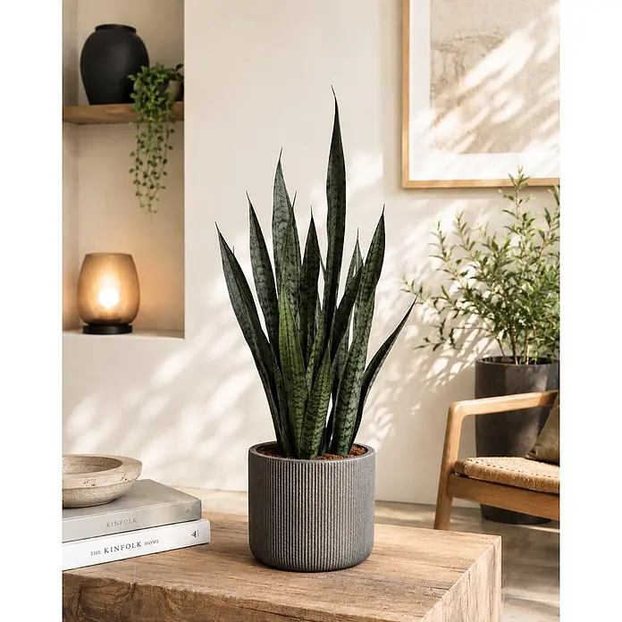 Bogenhanf - Sansevieria laurentii 'Black Coral', Topfgröße: 32 cm, Dunkelgrün/Silber - Stimmungsaufnahme
