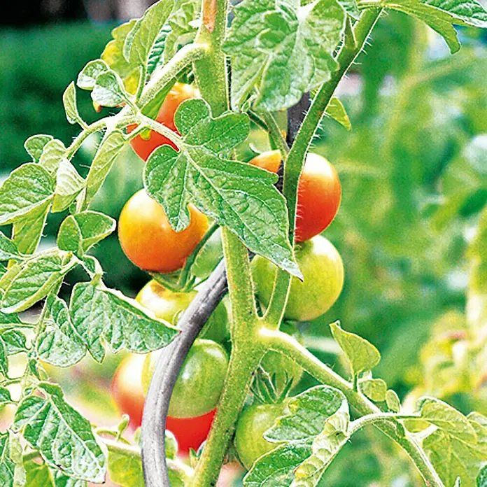 Tomatenrankstütze - Ø x L: 0,68 x 180 cm - Nahaufnahme von Tomaten, die an einer Pflanze wachsen, die an einem Stab befestigt ist. Einige Tomaten sind reif, andere noch grün.