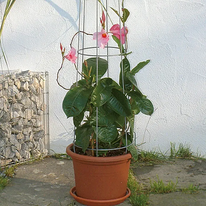 Bellissa Ranksäule Aktion - Höhe: 130 cm, Durchmesser: 28 cm - Blühende Mandevilla-Pflanze im Terrakotta-Topf mit Rankhilfe, die sich an einer Gabionenwand und einer weißen Wand erfreut.