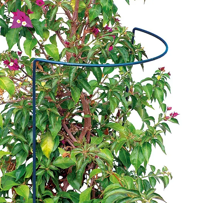 Bellissa Busch- & Strauchstütze - 70 x 40 cm, Rund - Pflanzenstütze mit Rankhilfe für Kletterpflanzen und Blumen im Garten oder auf dem Balkon. Praktische Kletterhilfe zur Unterstützung.