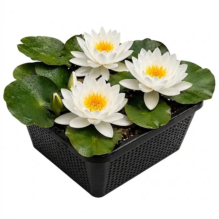 Vdvelde Seerose - Nymphaea alba
