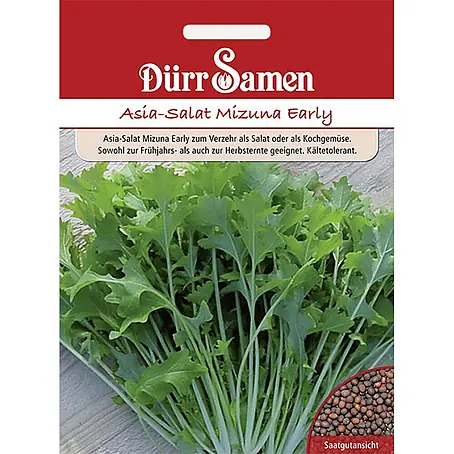 Dürr Samen Asia-Salat Mizuna Early