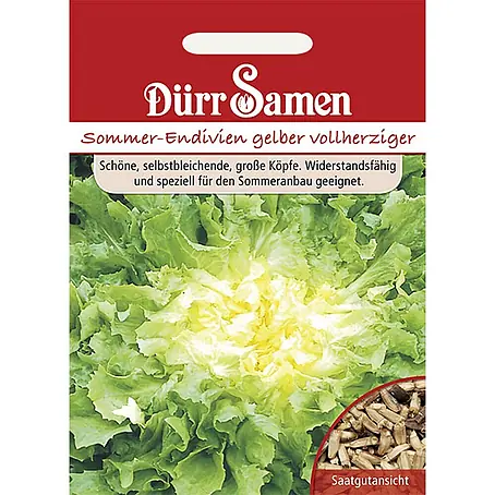 Dürr Samen  Salatsamen Endivie
