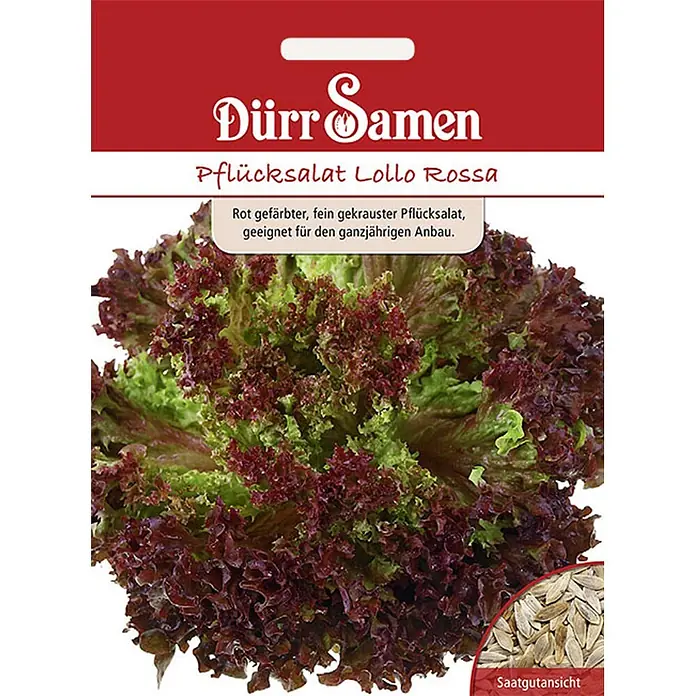 Dürr Samen Salatsamen Pflücksalat - Lactuca sativa, Erntezeit: Mai, 7,5 g - Dürr Samen Lollo Rossa Pflücksalat: Rot-grüne krause Salatblätter und Lollo Rossa Samen.