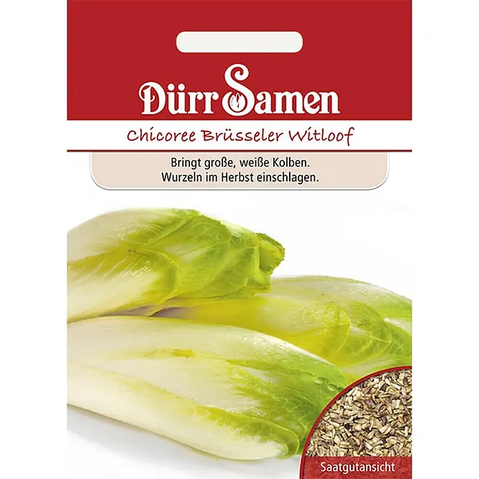 Dürr Samen Chicoree Brüsseler Witloof -  - Dürr Samen Chicoree Brüsseler Witloof Packung. Zeigt weiße Chicoreekolben und die Samenansicht.