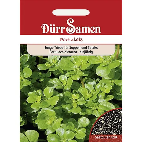 Dürr Samen Portulak