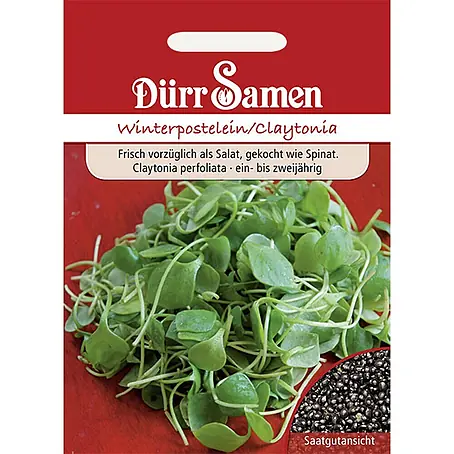 Dürr Samen Winterpostelein