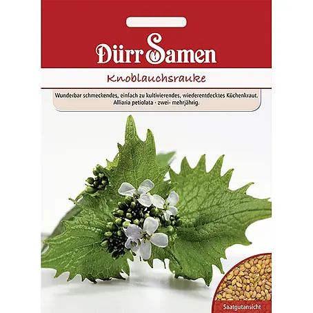 Dürr Samen Knoblauchrauke