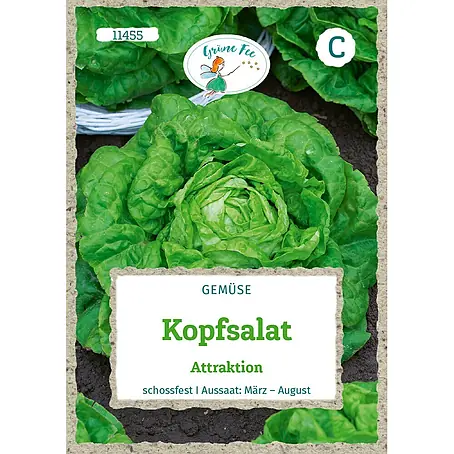Grüne Fee  Salatsamen Kopfsalat