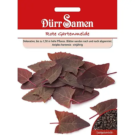Dürr Samen Rote Gartenmelde