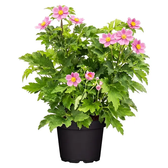 Piardino Herbstanemone - Anemone japonica - Topfpflanze mit rosa Blüten und grünen Blättern in einem schwarzen Topf.