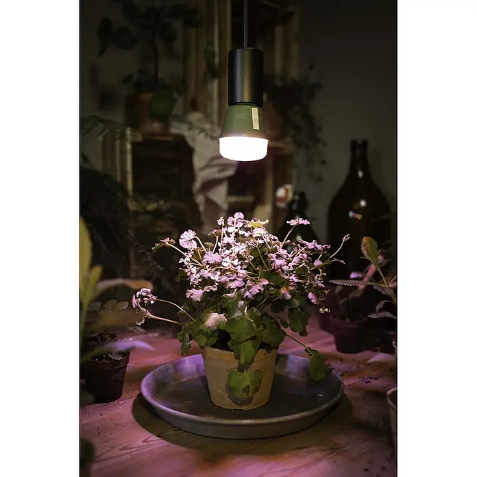 Ledvance Bombillas LED Star Grow - E27, No regulable, Multicolor, 330 lm, 10 W - Lámpara de crecimiento de planta verde oscuro sobre una maceta, iluminando sus hojas con luz púrpura brillante.