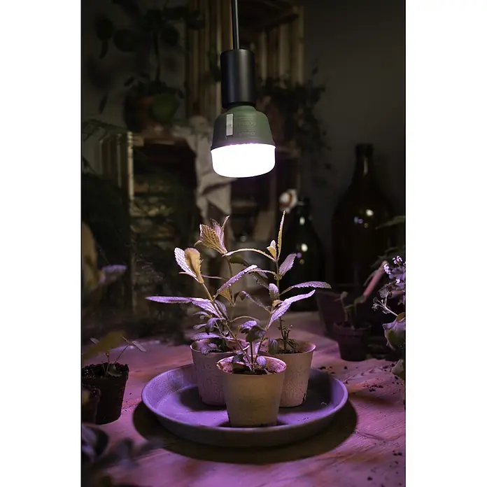 Ledvance Bombillas LED Star Grow - E27, No regulable, Multicolor, 650 lm, 20 W - Lámpara de cultivo LED verde y negra iluminando pequeñas plantas en maceta sobre una mesa de madera.