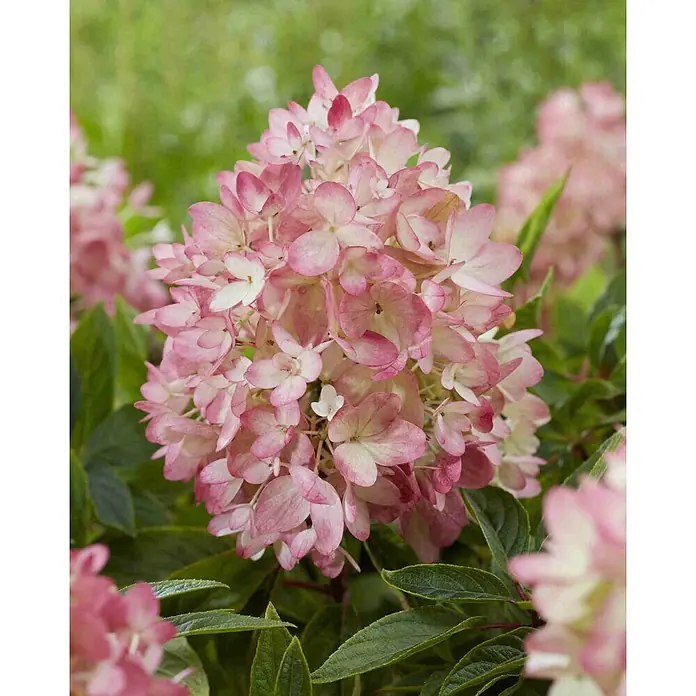 Hortensie -  - Detailaufnahme