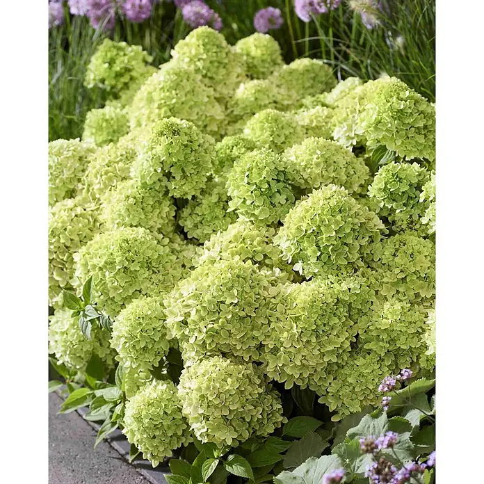 Piardino Hortensie -  - Stimmungsaufnahme