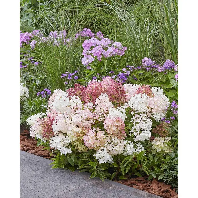 Hortensie -  - Stimmungsaufnahme