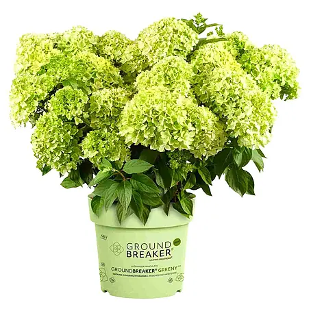 Piardino  Hortensie