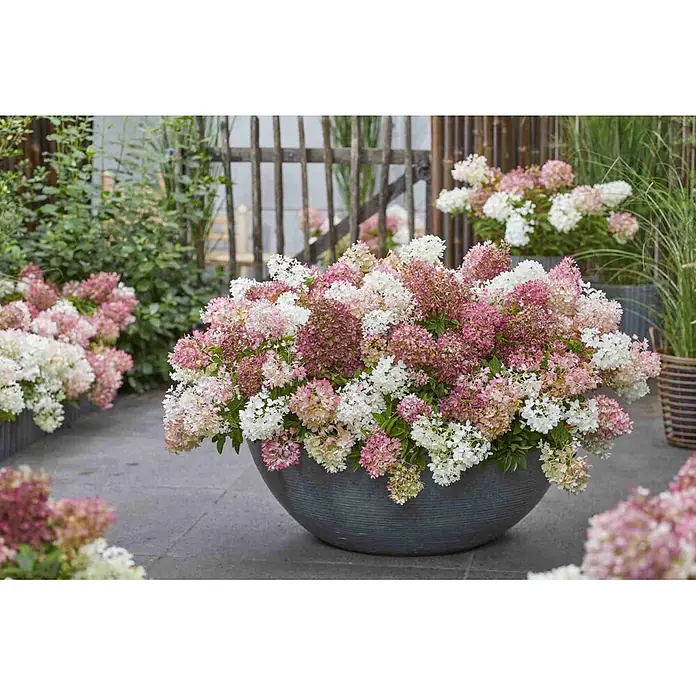 Hortensie -  - Stimmungsaufnahme