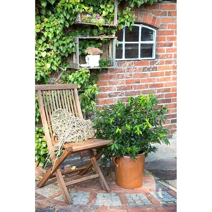 Piardino Heidelbeere - Vaccinium corymbosum 'Lucky Berry', Topfgröße: 23 cm, Erntezeit: Juli - Holzklappstuhl für den Garten mit großer herzförmiger Zweigdeko, draußen auf einer Terrasse.