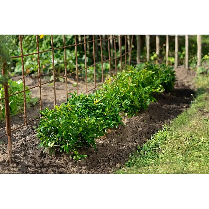 Piardino Heidelbeere - Vaccinium corymbosum 'Lucky Berry', Topfgröße: 23 cm, Erntezeit: Juli - Rostiger Metallgitterzaun in einem Gartenbeet mit grünen Pflanzen.