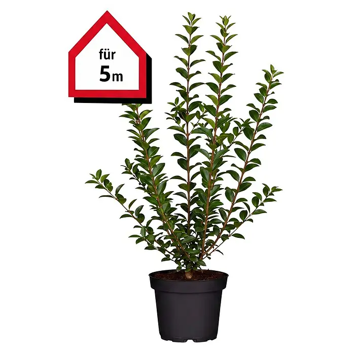 Piardino Liguster - 60 cm - 80 cm, Ligustrum ovalifolium, 25 Stk. - Informationsansicht