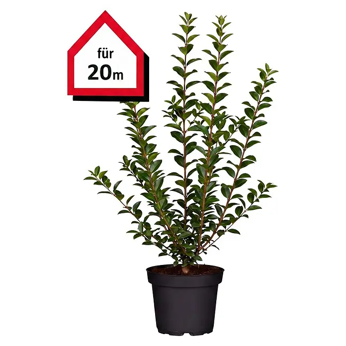 Piardino Liguster - 60 cm - 80 cm, Ligustrum ovalifolium, 100 Stk. - Informationsansicht